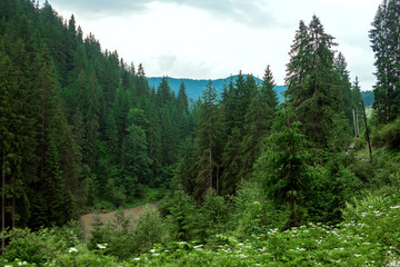 Mountain, beautiful summer landscape, forest in the mountains, summer. Ukraine, the Carpathian Mountains. Concept of travel, tourism, holidays, vacation