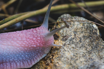 mature snail on fig tree