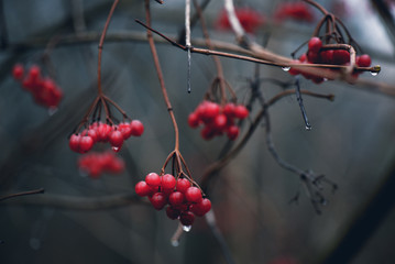 background with branch of the red mountain ash