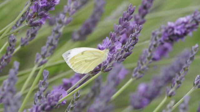 Green Veined Butterfly on Lavender