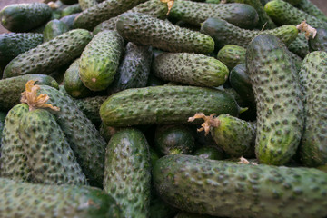 Fresh cucumbers closeup. Gherkins for salad.