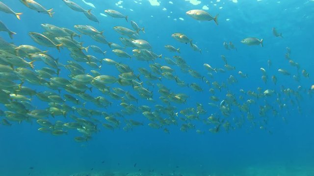 Yellow banded fishes in blue water . Scuba diving in Majorca 