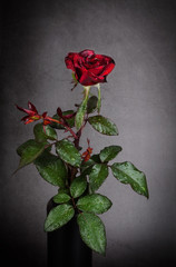 Red rose on grey background