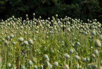 Poppy heads and field flowers