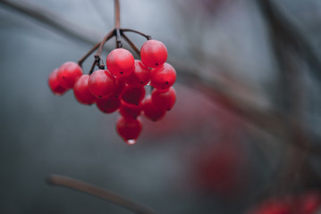 background with branch of the red mountain ash