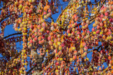 Pomerode Easter Tree in Santa Catarina