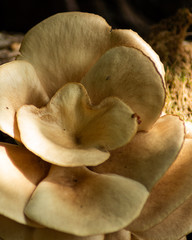 mushrooms on a log
