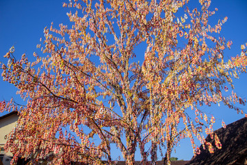 Pomerode Easter Tree in Santa Catarina