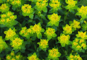 Bright yellow milkweed bushes on a green background in the garden. Floral pattern. Cushion spurge,...