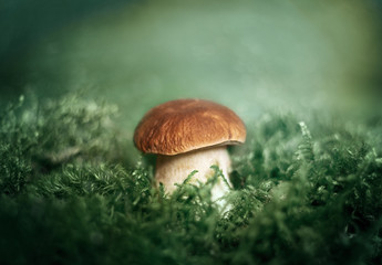 Beautiful mushroom on green background close up. Edible delicious mushroom boletus edulis, penny bun, ceps, porcini in the forest, macro. Mushroom in green moss on blurred background with bokeh.