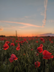 Plakat Poppy against a sunset