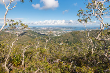 twisted trees growing in rainforest in New Caledonia with view of Noumea and Pacific Ocean