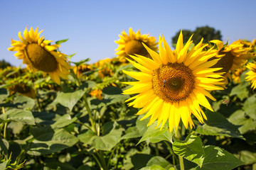 Sunflower natural background. Sunflower blooming. Close-up of sunflower.