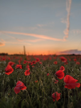 Poppy against a sunset © Gary