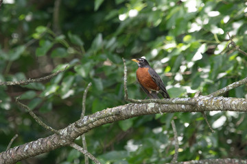 robin on a branch