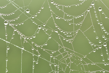 Closeup of a cobweb in spring with water drops in front of green background