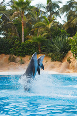 Image of two dancing dolphins in blue water printed on Printed Aluminium Shower Panels