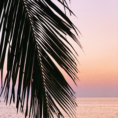 Obraz premium Beautiful silhouette of tropical coconut palm branch on colorful sunset with punchy pink, yellow and purple colors and sea. Minimalistic background with vintage pink tone filter. Summer, travel blog