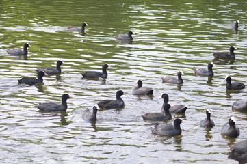 A group of ducks in a lake of a park in London