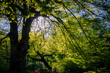 Backlit sunlight green foliage in a park