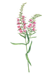 Branch with pink Chamaenerion angustifolium flower (fireweed, Russian Tea, Ivan Chai, Blooming sally and rosebay willowherb). Watercolor hand drawn painting illustration, isolated on white background.
