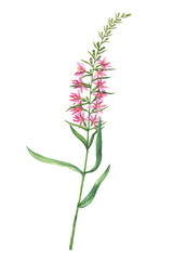 Branch with pink Chamaenerion angustifolium flower (fireweed, Russian Tea, Ivan Chai, Blooming sally and rosebay willowherb). Watercolor hand drawn painting illustration, isolated on white background.