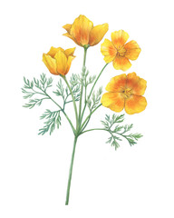 Branch with golden California poppy flower (Eschscholzia caespitosa, California sunlight, tufted and foothill poppy). Watercolor hand drawn painting illustration, isolated on white background.