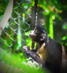 Fototapeta premium Monkey Looking Up