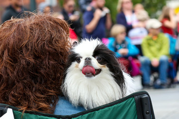 Fototapeta na wymiar Dog with Person at Parade