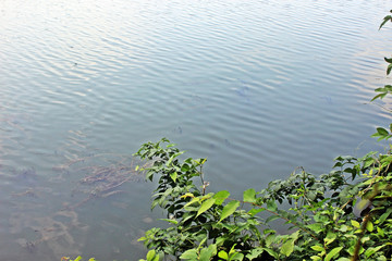 못 옆 나무가지 