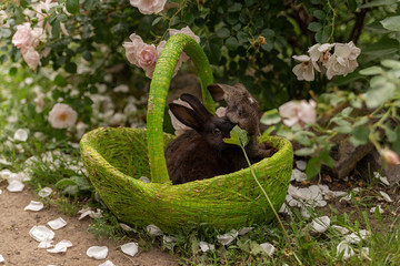black rabbits in a green basket on a beautiful floral background outdoors