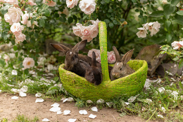 black rabbits in a green basket on a beautiful floral background outdoors