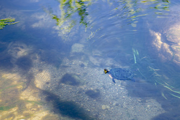 Turtle swimming in a small river - 278452068