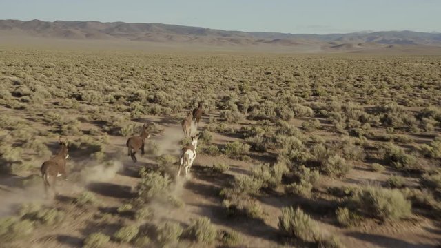 Aerial of Donkeys galloping in the desert at sunset. Nevada, USA