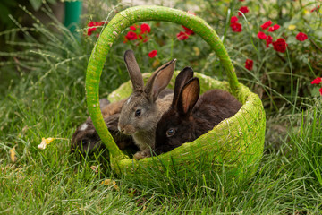Rabbits bunny eating grass are played on grass in a green basket in sunny weather in the summer