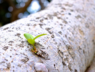 Small green leaf on a big tree trunk, time, growth and ageing concepts.