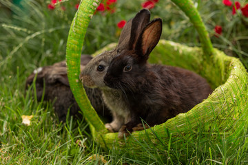 Rabbits bunny eating grass are played on grass in a green basket in sunny weather in the summer