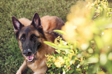 German Shepherd Dog outside on a beautiful evening 