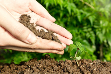 Hands of farmer planting the seedlings into the soil.