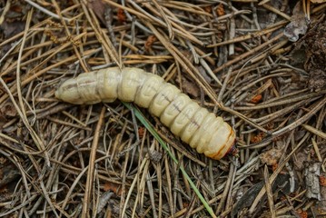 one large white larva lies on the dry needles in the forest