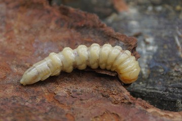 one large long white larva lies on the brown bark