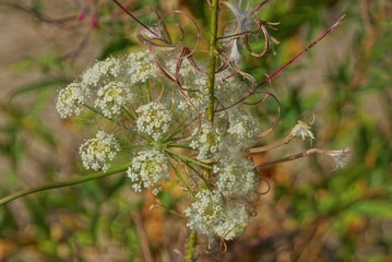 white small buds of wild flowers on a green stalk in the forest