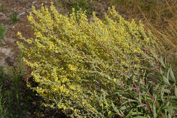 Hypericum yellow flowers on a green bush in the forest