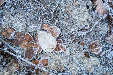 Early frosts. Frost on the foliage. Autumn is coming. Beautiful background.