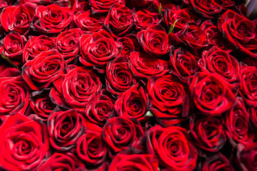 Bouquet of one hundred red roses. Celebration of engagement or wedding