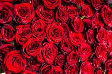 Bouquet of one hundred red roses. Celebration of engagement or wedding