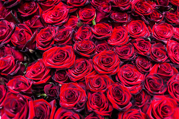 Bouquet of one hundred red roses. Celebration of engagement or wedding