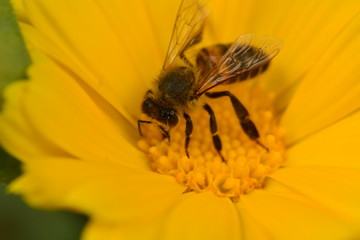 abeja