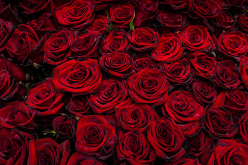 Bouquet of one hundred red roses. Celebration of engagement or wedding
