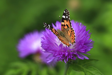 colorful butterfly sitting on flower